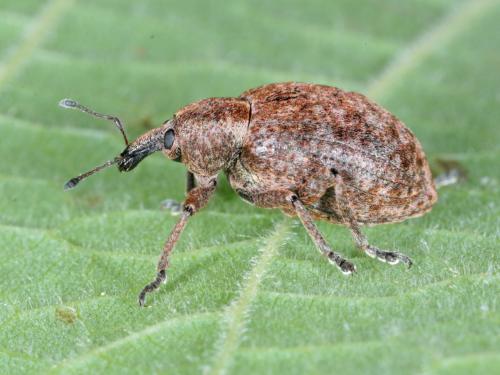 Donus ovalis